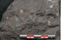 Foto (Detailansicht) von Thinnfeldia gracilis Ettingshausen (NHMW-GEO-2024-0188-10315)